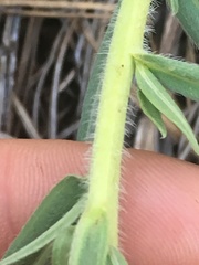 Lithospermum ruderale