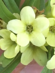 Lithospermum ruderale