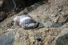 Acanthinucella spirata