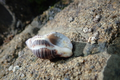 Acanthinucella spirata