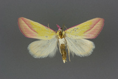 Phytometra obliqualis