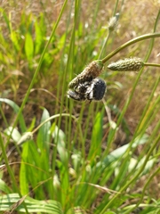 Tropinota squalida