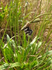 Tropinota squalida