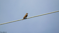 Pyrocephalus rubinus