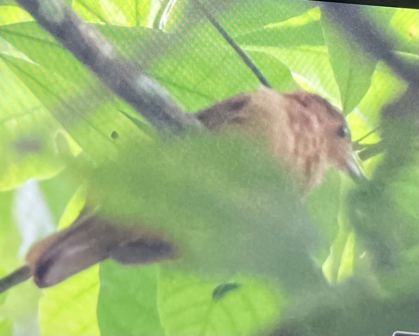 Rufous Piha (Lipaugus unirufus), photo 5