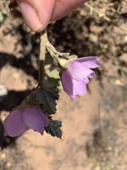 Malacothamnus foliosus