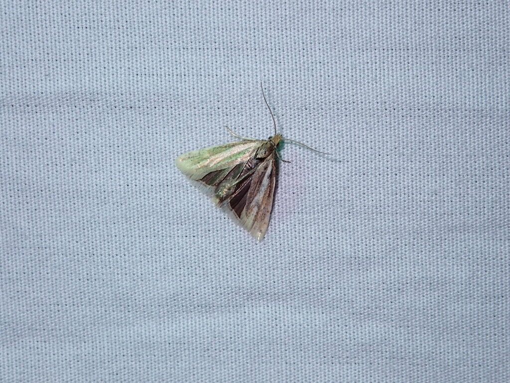 Pelochrista mediostriata