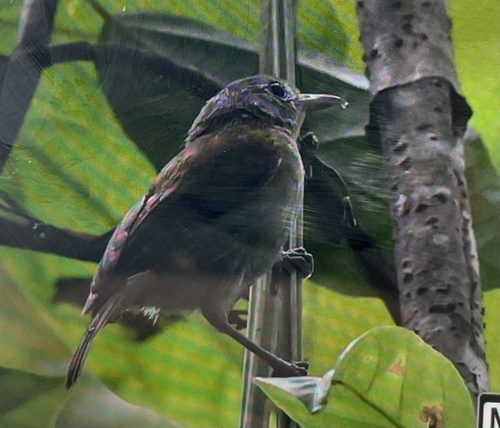 Lesser Greenlet (Pachysylvia decurtata), photo 8
