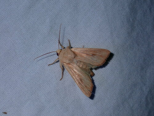 Meadow Wainscot Moth photo 3
