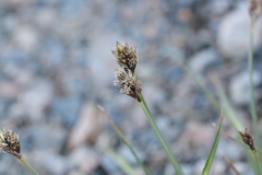 Carex microptera
