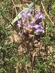 Phelipanche arenaria
