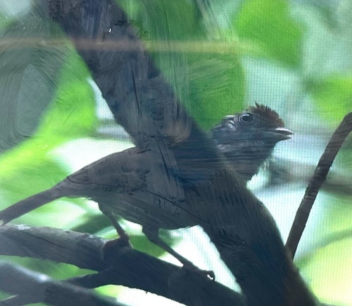 Ochre-crowned Greenlet (Tunchiornis ochraceiceps), photo 4