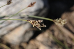 Carex microptera
