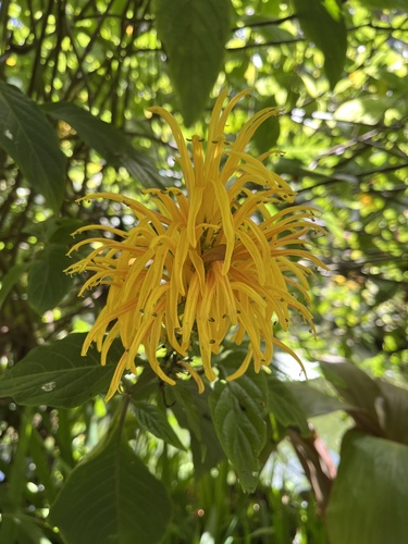 Justicia aurea observed 2024-07-10