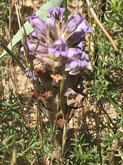 Phelipanche arenaria