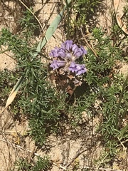Phelipanche arenaria