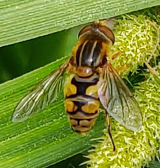 Parhelophilus laetus