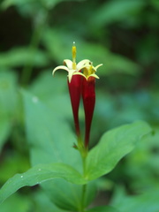 Spigelia marilandica