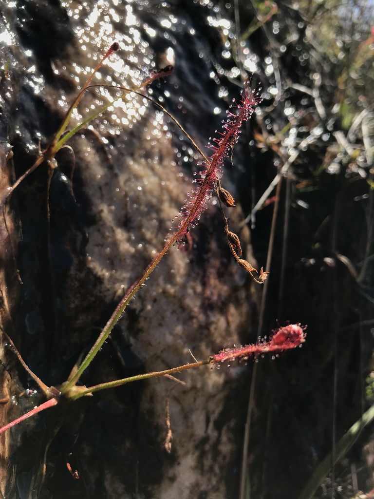 Drosera camporupestris, Diamantina, BR-MG, BR