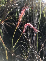 Drosera camporupestris