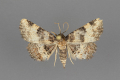 Metalectra cinctus