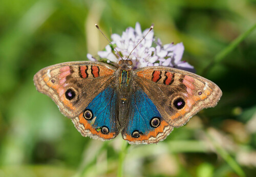 Common Mangrove Buckeye photo 4