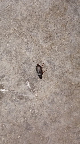Strawberry Seed Beetle photo 4