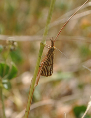 Chrysocrambus linetella