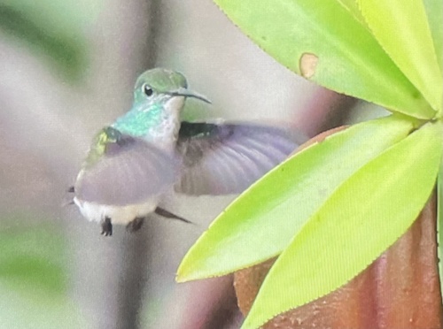 Mangrove Hummingbird (Chrysuronia boucardi), photo 5