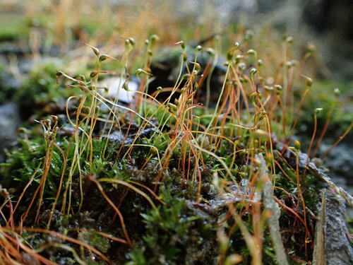 Tortula cernua observed 2024-07-24