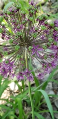 Allium giganteum