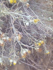 Tetradymia comosa