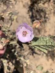 Malacothamnus foliosus