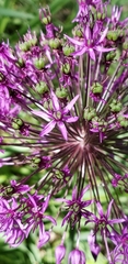 Allium giganteum