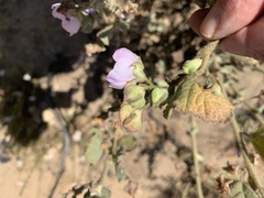 Malacothamnus foliosus