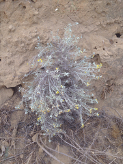 Tetradymia comosa