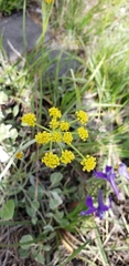 Lomatium triternatum