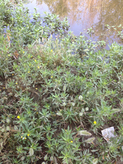 Ludwigia hexapetala