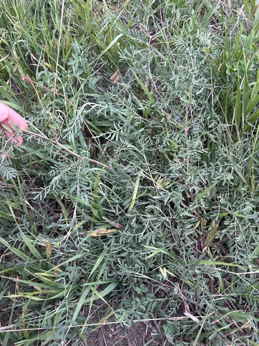 Image of Astragalus racemosus by no rights reserved
