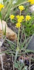 Lomatium triternatum