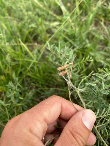 Image of Astragalus racemosus by no rights reserved