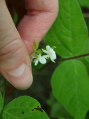 Hylodesmum pauciflorum