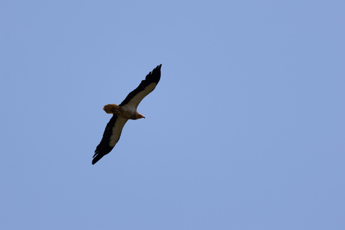 Alimoche común (Neophron percnopterus)