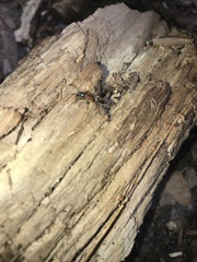 Liometopum occidentale