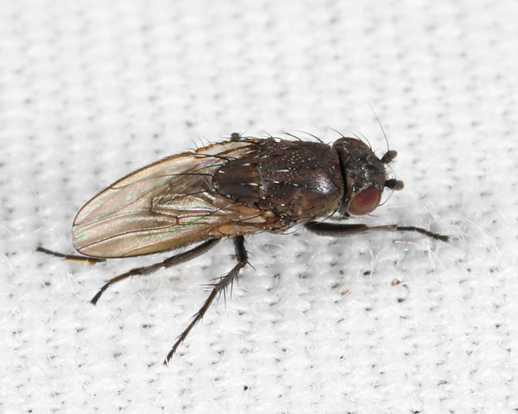 Rachispoda michigana