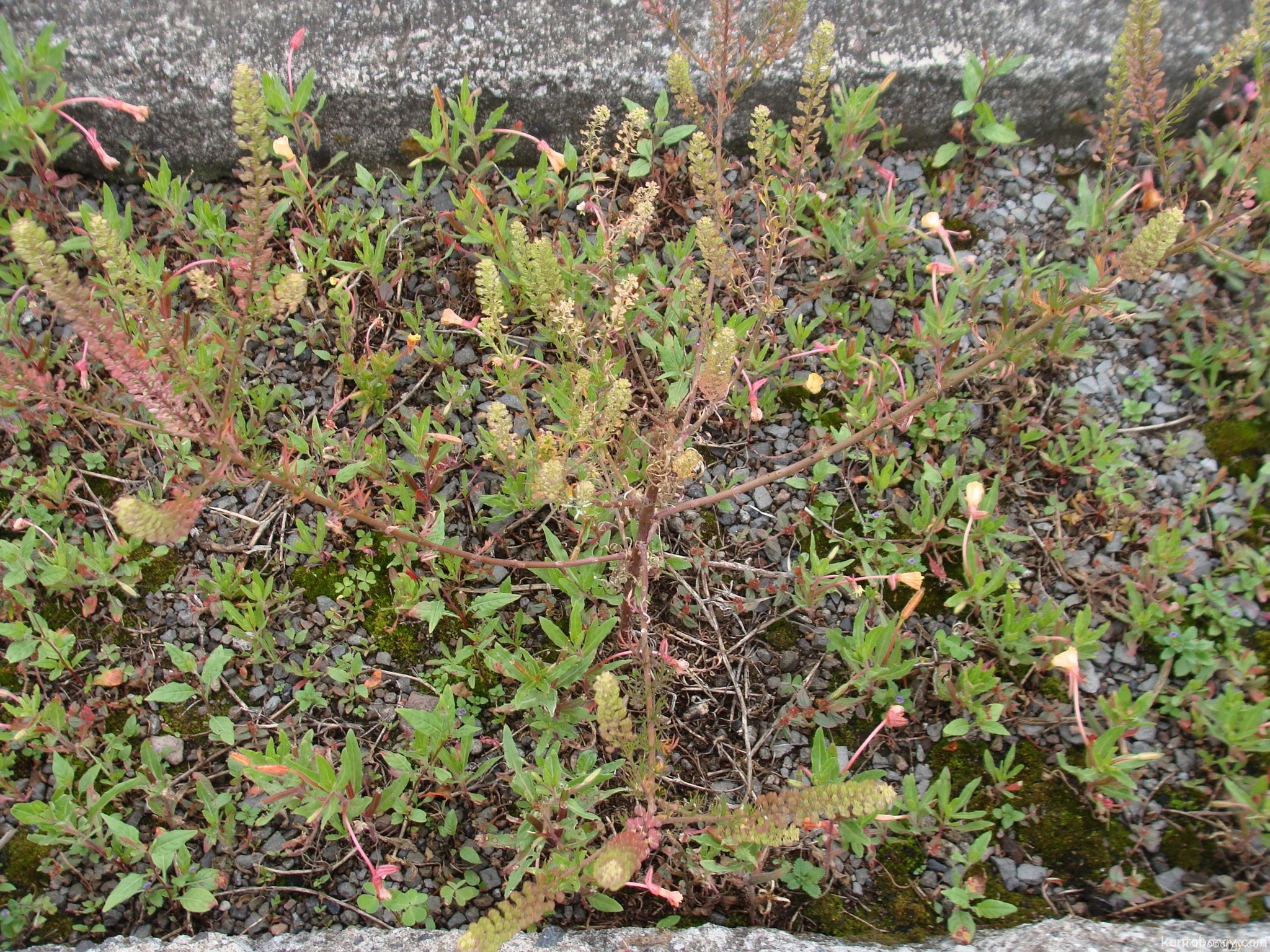 Lepidium chichicara image