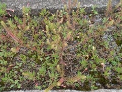 Lepidium chichicara
