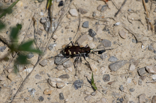 Northern Dune Tiger Beetle photo 4
