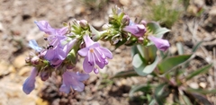 Penstemon cyathophorus
