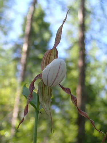 iNaturalist observation 2024-06-24